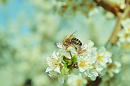 性質(zhì),鮮花,黃蜂