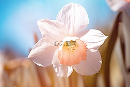 水仙,白,白水仙