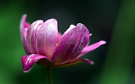 ?？?開花,花