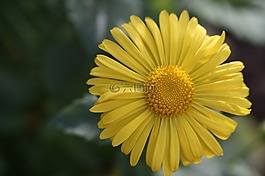 花,黃色,開花