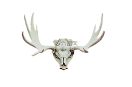 鹿茸,駝鹿角,錦標(biāo)