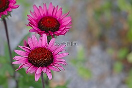 花,紅色,粉紅色