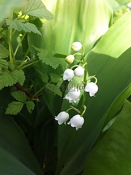 鮮花,花卉,性質(zhì)