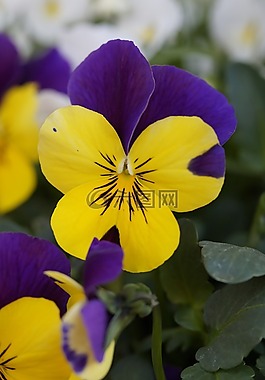 潘茜,花,開花