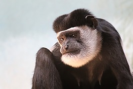 猴子,動物園,野生