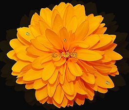 花,植物,性質
