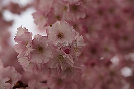 櫻花,開花,春天