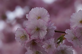 櫻花,開花,春天