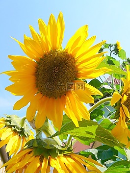 太陽花,黃色,花
