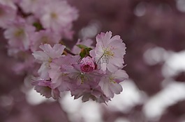 櫻花,開花,春天