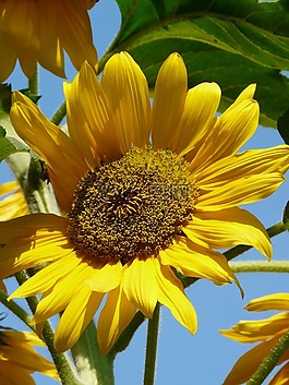 太陽花,開花,陽光