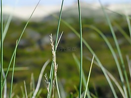 草,綠色,自然
