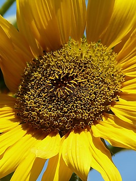 太陽花,夏季,盛開