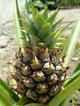 菠蘿,熱帶水果,蔬菜