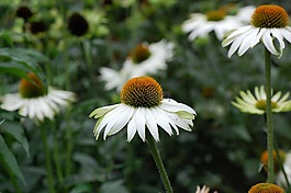 coneflower,松果菊,花