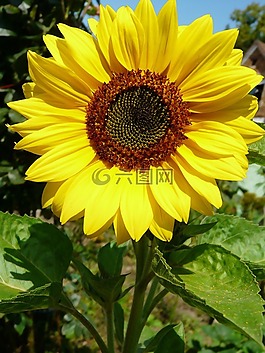 太陽花,夏季,黃色