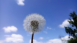 蒲公英,花,天空