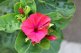 紫茉莉,wunderblume,魔花