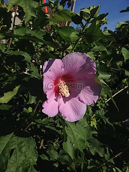 芙蓉,花,紫