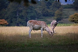 鹿,公園,放牧