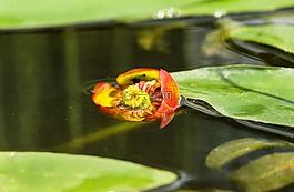 睡蓮,日本池塘玫瑰,臺(tái)灣萍蓬草粳稻