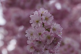 櫻花,開花,春天