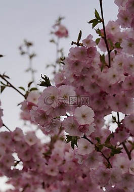 櫻花,開(kāi)花,春天