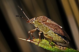 盾 bug,特寫,昆蟲