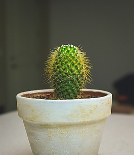 仙人掌,植物,刺