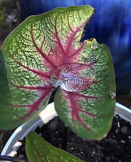 水滴,滴,花葉芋