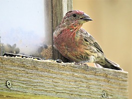 鳥,關(guān)閉了,多彩