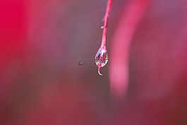 雨,葉子,豐富多彩