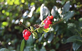 金銀花,紅色,漿果