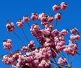 櫻花,樹,春天