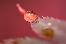 雨,葉子,顏色