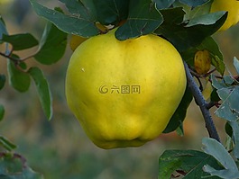 木瓜,水果,廠