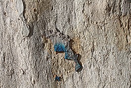 樹干,樹,scorza
