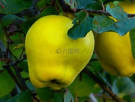 木瓜,水果,廠