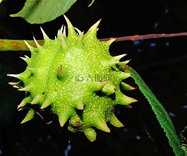 板栗,水果,綠色
