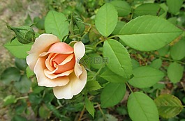 葉,花,自然