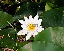 睡莲,池塘,白