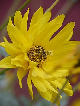太陽花,花,盛開