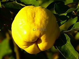 木瓜,水果,廠