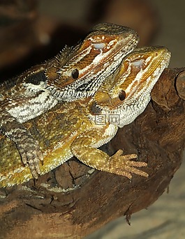 胡子的龍,爬行動(dòng)物,pogona vitticeps