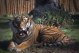 虎,動物園,動物
