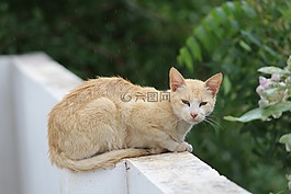 動物,自然,可愛