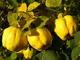 木瓜,水果,廠