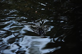 河,惹怒,陰