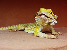 胡子的龍,爬行動(dòng)物,pogona vitticeps