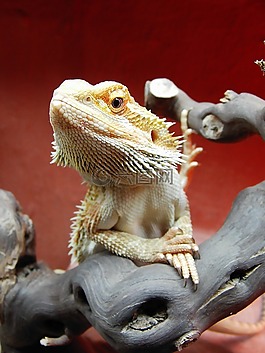 胡子的龍,爬行動(dòng)物,pogona vitticeps